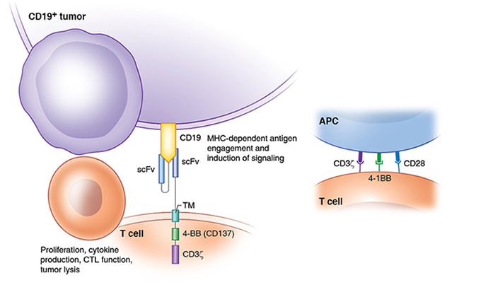 Illustration of CAR T cell receptor