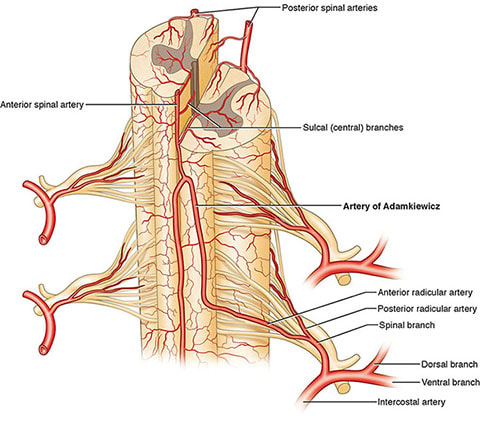 Illustration showing arterial supply of the spinal cord