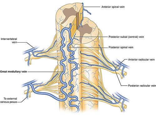Illustration showing veins of the spinal cord